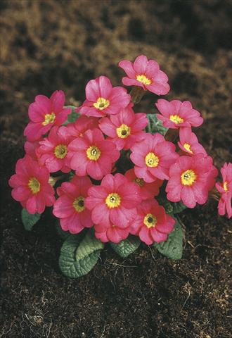 Foto de variedad de flores para ser usadas como: Maceta y planta de temporada Primula x pruhoniciana Bergfrühling® Pink
