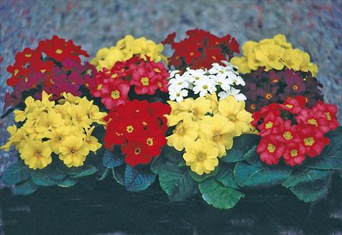 Foto de variedad de flores para ser usadas como: Maceta y planta de temporada Primula x pruhoniciana Bergfrühling® Mixture