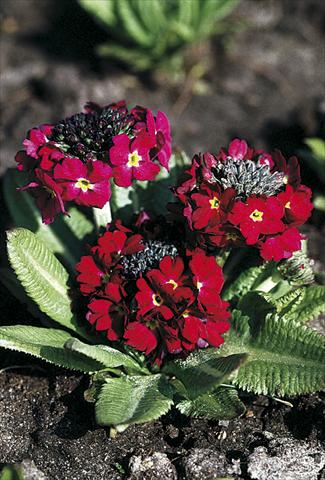 Foto de variedad de flores para ser usadas como: Maceta y planta de temporada Primula denticulata Rubin Selection