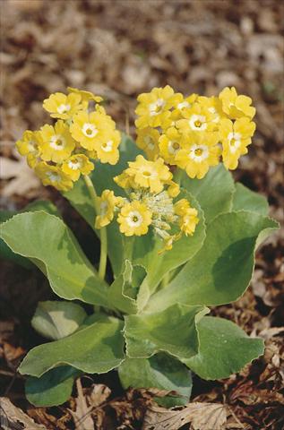 Foto de variedad de flores para ser usadas como: Maceta y planta de temporada Primula x pubescens Exhibition Yellow