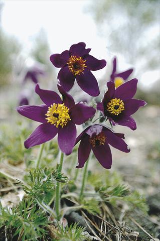 Foto de variedad de flores para ser usadas como: Planta de temporada / borde del macizo Pulsatilla vulgaris Blaue Glocke (Violet Bells)