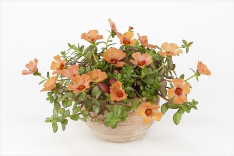 Foto de variedad de flores para ser usadas como: Maceta, planta de temporada, patio Portulaca Duna® Peach
