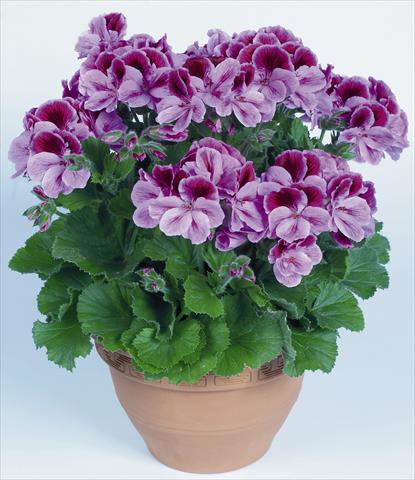 Foto de variedad de flores para ser usadas como: Maceta Pelargonium grandiflorum pac® Aristo® Clarina