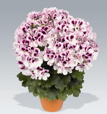 Foto de variedad de flores para ser usadas como: Maceta o Tarrina de colgar Pelargonium grandiflorum pac® Aristo® Petticoat