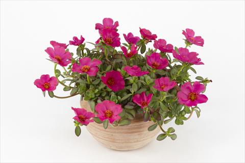 Foto de variedad de flores para ser usadas como: Maceta, planta de temporada, patio Portulaca Duna® Purple