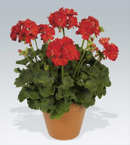 Foto de variedad de flores para ser usadas como: Maceta o Tarrina de colgar Pelargonium zonale pac® Hidemi