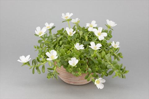 Foto de variedad de flores para ser usadas como: Maceta, planta de temporada, patio Portulaca Duna® White