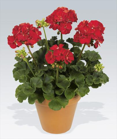 Foto de variedad de flores para ser usadas como: Maceta o Tarrina de colgar Pelargonium zonale pac® Victor Improved