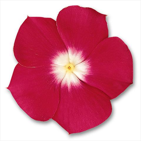 Foto de variedad de flores para ser usadas como: Maceta y planta de temporada Catharanthus roseus - Vinca Pacifica Cherry Red Halo