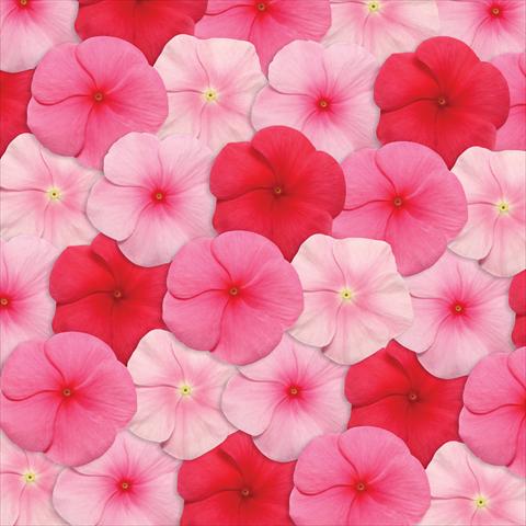 Foto de variedad de flores para ser usadas como: Maceta y planta de temporada Catharanthus roseus - Vinca Pacifica Lipstick Mix XP