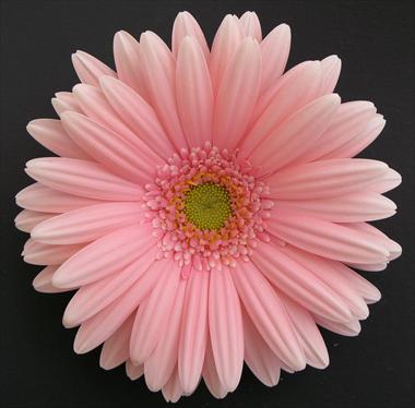 Foto de variedad de flores para ser usadas como: Flor cortada Gerbera jamesonii Perla