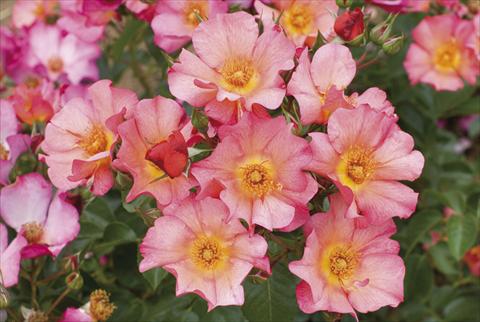 Foto de variedad de flores para ser usadas como: Planta de temporada / borde del macizo Rosa floribunda Kampay