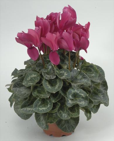 Foto de variedad de flores para ser usadas como: Maceta y planta de temporada Cyclamen persicum Rainier Purple