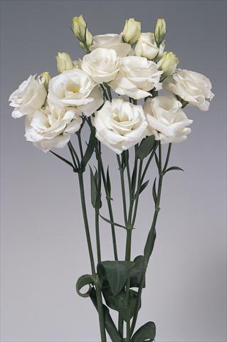 Foto de variedad de flores para ser usadas como: Flor cortada Lisianthus (Eustoma grandiflorum) Rosita White