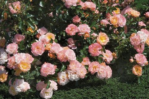 Foto de variedad de flores para ser usadas como: Planta de temporada / borde del macizo Rosa paesaggistica Peach Drift®