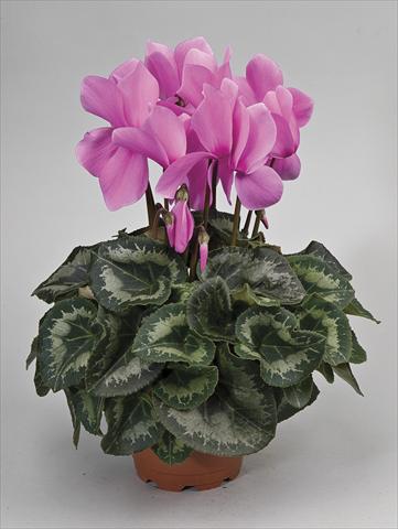 Foto de variedad de flores para ser usadas como: Maceta y planta de temporada Cyclamen persicum Rainier Lilac