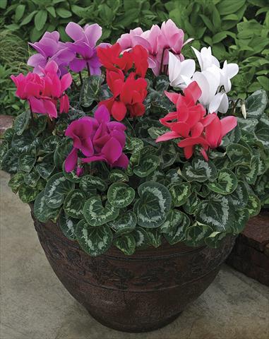 Foto de variedad de flores para ser usadas como: Maceta y planta de temporada Cyclamen persicum Rainier Mix