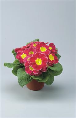 Foto de variedad de flores para ser usadas como: Maceta y planta de temporada Primula acaulis, veris, vulgaris Eblo Rosa