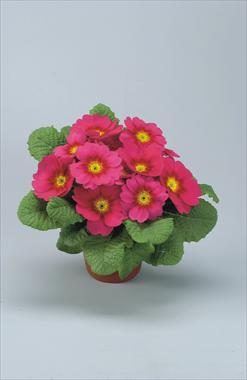 Foto de variedad de flores para ser usadas como: Maceta y planta de temporada Primula acaulis, veris, vulgaris Eblo Lampone