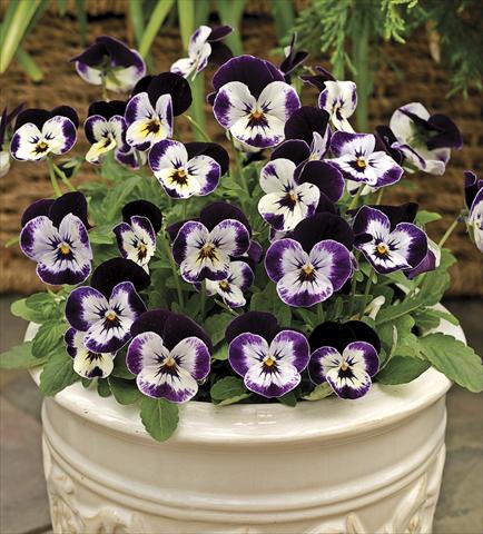 Foto de variedad de flores para ser usadas como: Maceta y planta de temporada Viola cornuta Penny Mickey