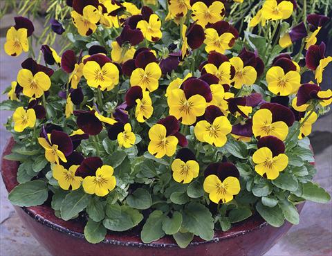Foto de variedad de flores para ser usadas como: Maceta y planta de temporada Viola cornuta Penny Red Wing