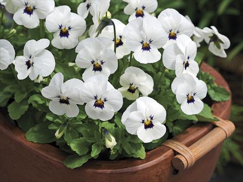 Foto de variedad de flores para ser usadas como: Maceta y planta de temporada Viola cornuta Penny White Blotch