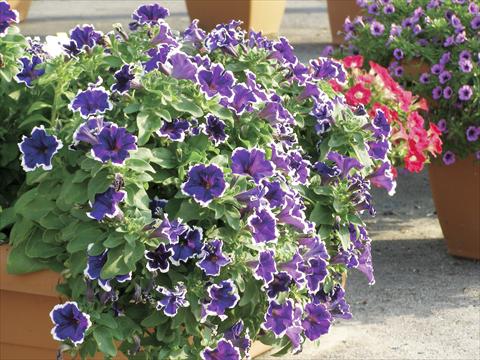 Foto de variedad de flores para ser usadas como: Maceta, planta de temporada, patio Petunia Happy Evita