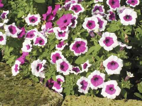 Foto de variedad de flores para ser usadas como: Maceta, planta de temporada, patio Petunia Happy Gal