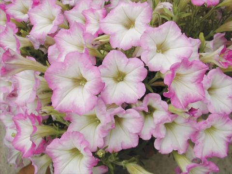 Foto de variedad de flores para ser usadas como: Maceta, planta de temporada, patio Petunia Happy mini Nir