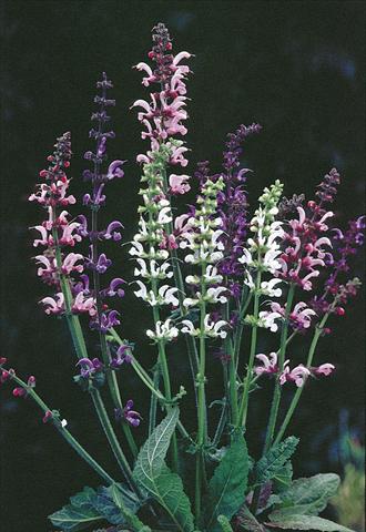 Foto de variedad de flores para ser usadas como: Planta de temporada / borde del macizo Salvia pratensis Ballett-Serie Meadow Ballet Blend