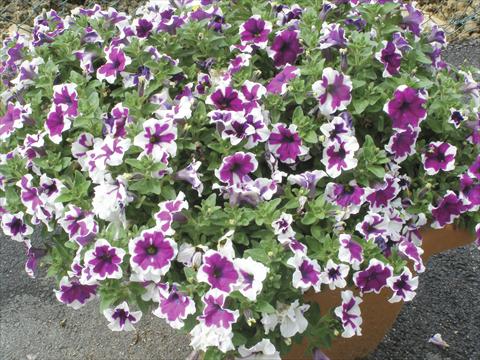 Foto de variedad de flores para ser usadas como: Maceta, planta de temporada, patio Petunia Happy Sofia