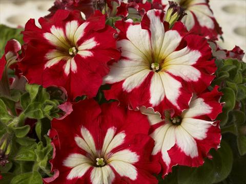 Foto de variedad de flores para ser usadas como: Maceta, planta de temporada, patio Petunia x hybrida Can Can Harlequin Cherry Rose