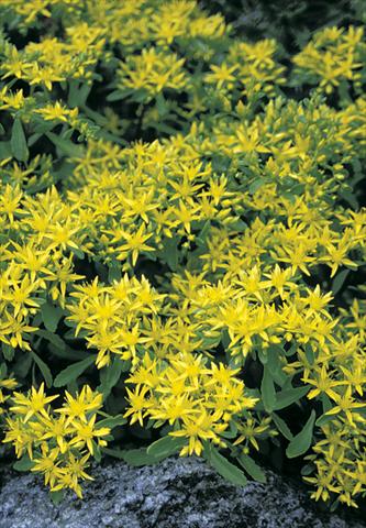 Foto de variedad de flores para ser usadas como: Planta de temporada / borde del macizo Sedum hybridum Czars Gold