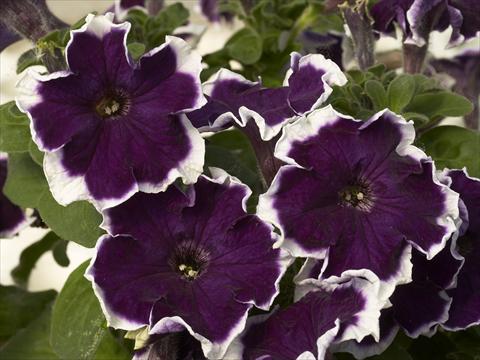 Foto de variedad de flores para ser usadas como: Maceta y planta de temporada Petunia x hybrida Kaliffo Picotee Blue