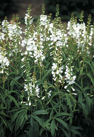 Foto de variedad de flores para ser usadas como: Planta de temporada / borde del macizo Sidalcea candida Bianca