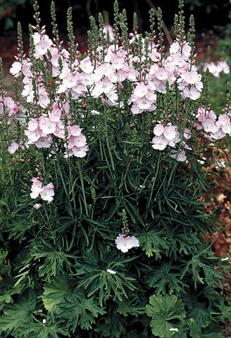 Foto de variedad de flores para ser usadas como: Planta de temporada / borde del macizo Sidalcea malviflora Rosaly