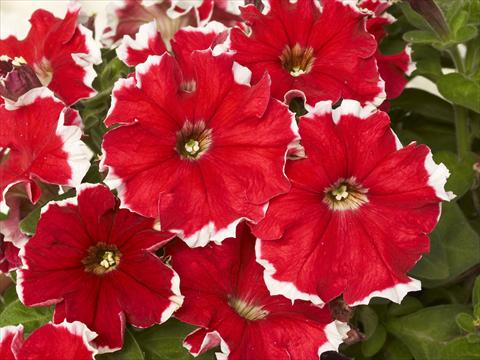 Foto de variedad de flores para ser usadas como: Maceta y planta de temporada Petunia x hybrida Kaliffo Picotee Red