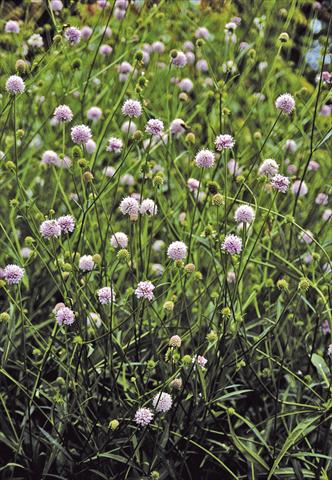 Foto de variedad de flores para ser usadas como: Planta de temporada / borde del macizo Succisella inflexa Frosted Pearls