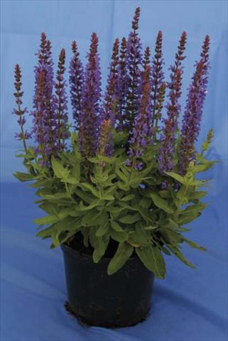 Foto de variedad de flores para ser usadas como: Maceta y planta de temporada Salvia nemorosa Sensation Dark Blue Improved