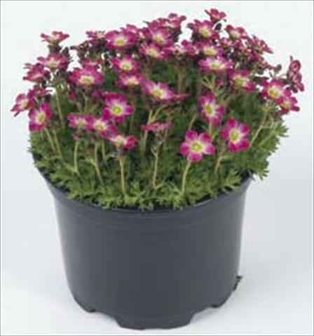 Foto de variedad de flores para ser usadas como: Maceta y planta de temporada Saxifraga Pixie Rose