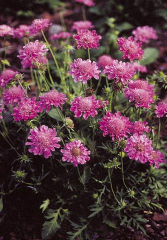 Foto de variedad de flores para ser usadas como: Maceta y planta de temporada Scabiosa columbaria Pincushion Pink