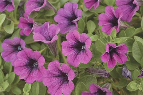Foto de variedad de flores para ser usadas como: Maceta, planta de temporada, patio Petunia x hybrida Littletunia Purple