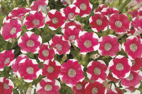 Foto de variedad de flores para ser usadas como: Maceta, planta de temporada, patio Petunia x hybrida Littletunia Red Star
