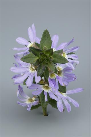 Foto de variedad de flores para ser usadas como: Maceta, planta de temporada, patio Scaevola aemula Surdiva Light Blue