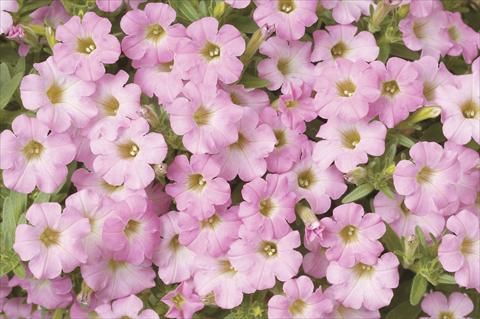 Foto de variedad de flores para ser usadas como: Maceta, planta de temporada, patio Petunia x hybrida Littletunia Sweet Pink