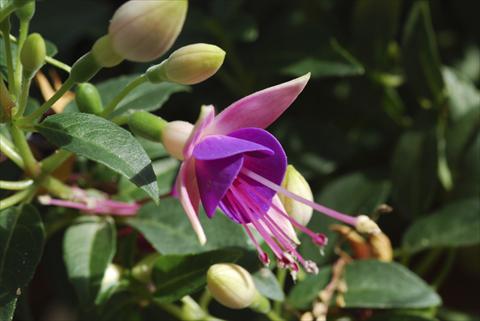 Foto de variedad de flores para ser usadas como: Maceta Fuchsia Shadowdancer™ Martha