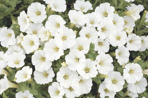 Foto de variedad de flores para ser usadas como: Maceta, planta de temporada, patio Petunia x hybrida Littletunia White