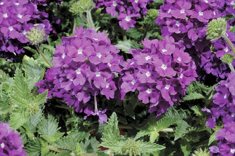 Foto de variedad de flores para ser usadas como: Maceta y planta de temporada Verbena Shangri-La® Blue