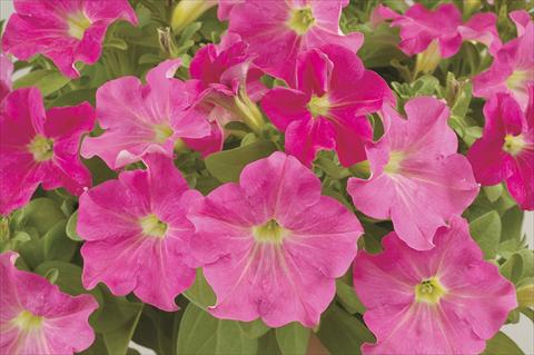 Foto de variedad de flores para ser usadas como: Maceta, planta de temporada, patio Petunia x hybrida Ray Pink Ray
