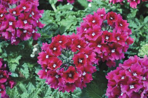 Foto de variedad de flores para ser usadas como: Maceta y planta de temporada Verbena Shangri-La® Cherry Scented